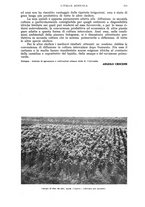 giornale/UM10003065/1943/unico/00000535