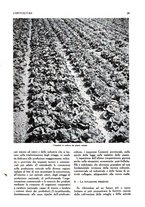 giornale/UM10003065/1945-1946/unico/00000053