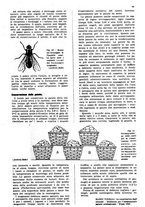 giornale/UM10003065/1945-1946/unico/00000225