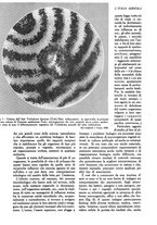 giornale/UM10003065/1945-1946/unico/00000244