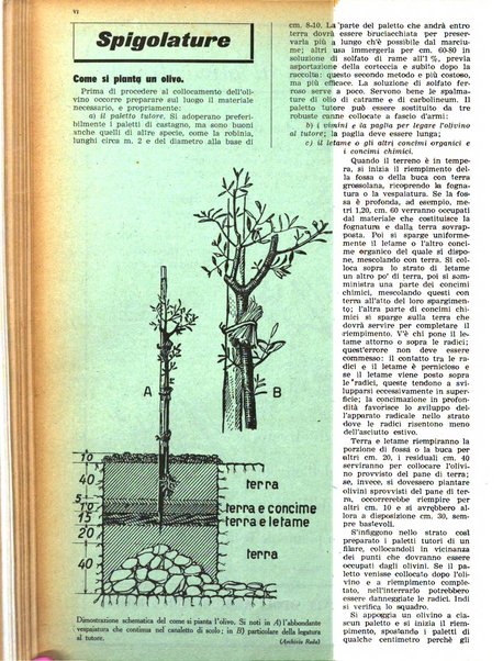 L'Italia agricola