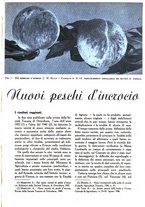 giornale/UM10003065/1945-1946/unico/00000799