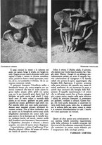 giornale/UM10003065/1945-1946/unico/00000832