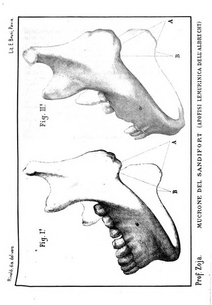 Bollettino scientifico