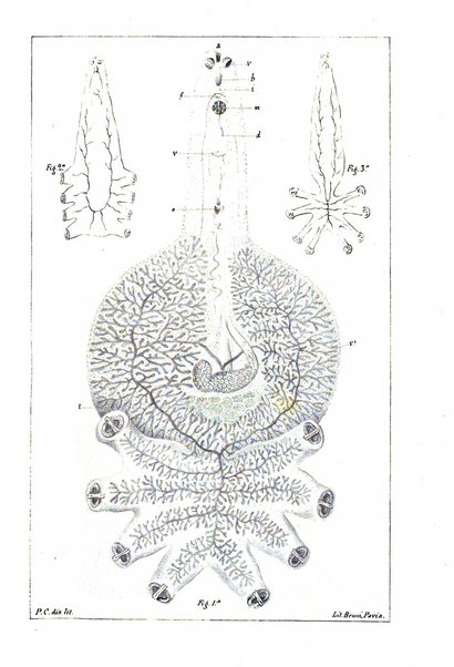 Bollettino scientifico