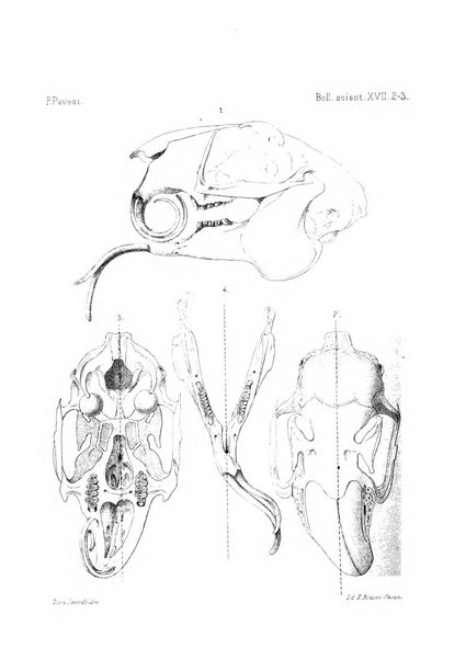 Bollettino scientifico