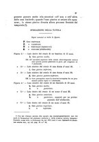 giornale/UM10004053/1895-1896/unico/00000197