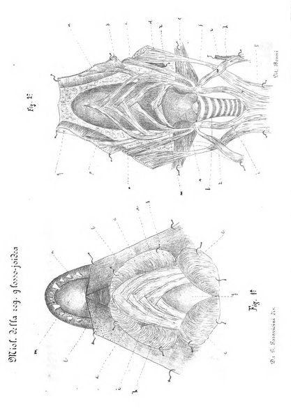 Bollettino scientifico