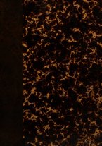 giornale/UM10019840/1891/unico