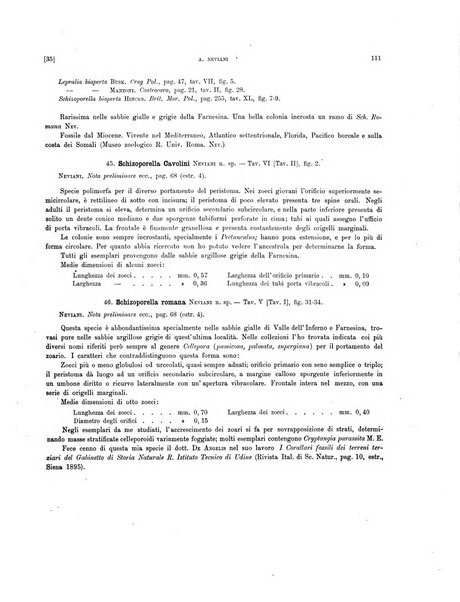 Palaeontographia Italica raccolta di monografie paleontologiche fondata da Mario Canavari nell'anno 1895