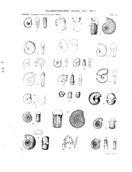 Palaeontographia Italica raccolta di monografie paleontologiche fondata da Mario Canavari nell'anno 1895