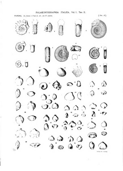 Palaeontographia Italica raccolta di monografie paleontologiche fondata da Mario Canavari nell'anno 1895