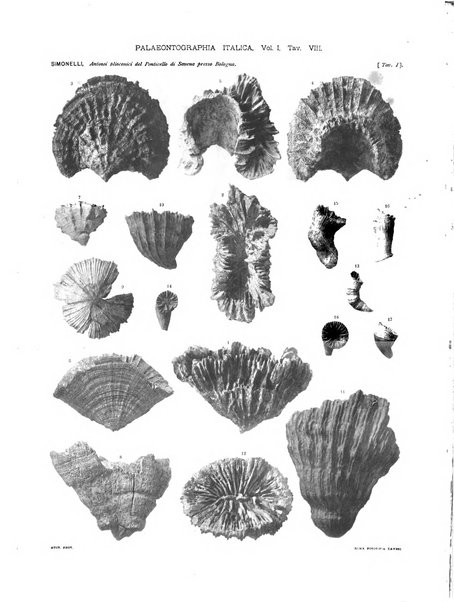 Palaeontographia Italica raccolta di monografie paleontologiche fondata da Mario Canavari nell'anno 1895