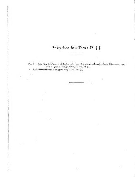 Palaeontographia Italica raccolta di monografie paleontologiche fondata da Mario Canavari nell'anno 1895