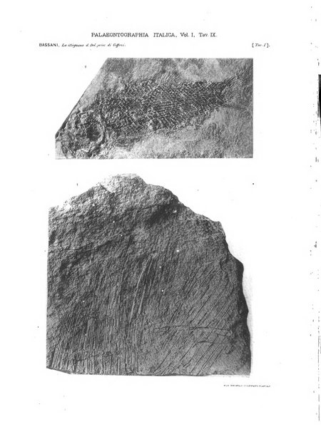 Palaeontographia Italica raccolta di monografie paleontologiche fondata da Mario Canavari nell'anno 1895