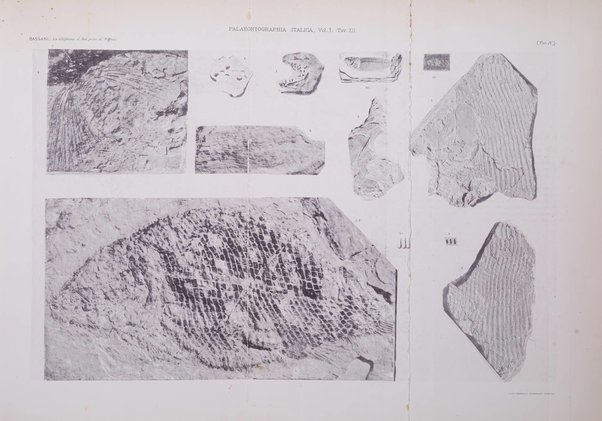 Palaeontographia Italica raccolta di monografie paleontologiche fondata da Mario Canavari nell'anno 1895