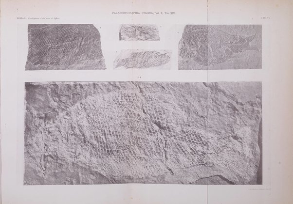 Palaeontographia Italica raccolta di monografie paleontologiche fondata da Mario Canavari nell'anno 1895