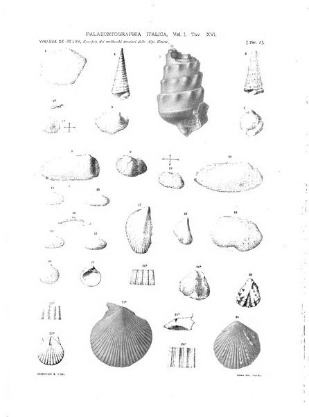 Palaeontographia Italica raccolta di monografie paleontologiche fondata da Mario Canavari nell'anno 1895