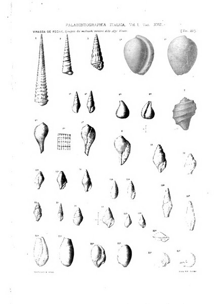 Palaeontographia Italica raccolta di monografie paleontologiche fondata da Mario Canavari nell'anno 1895