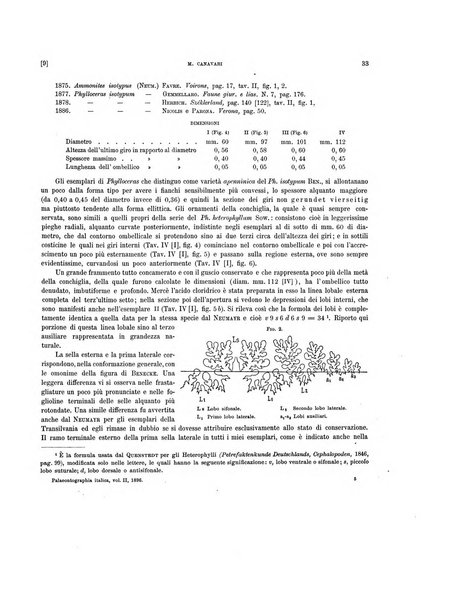 Palaeontographia Italica raccolta di monografie paleontologiche fondata da Mario Canavari nell'anno 1895