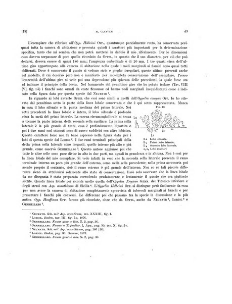 Palaeontographia Italica raccolta di monografie paleontologiche fondata da Mario Canavari nell'anno 1895