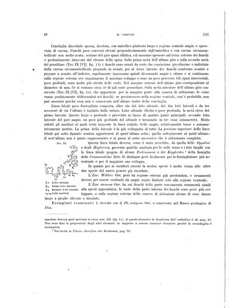 Palaeontographia Italica raccolta di monografie paleontologiche fondata da Mario Canavari nell'anno 1895