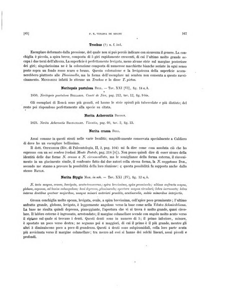 Palaeontographia Italica raccolta di monografie paleontologiche fondata da Mario Canavari nell'anno 1895