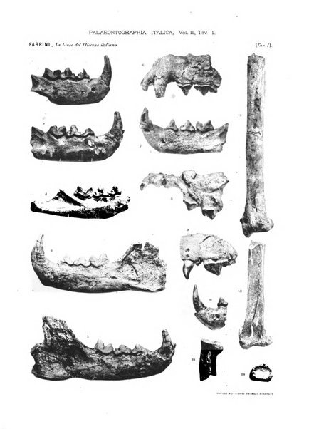 Palaeontographia Italica raccolta di monografie paleontologiche fondata da Mario Canavari nell'anno 1895