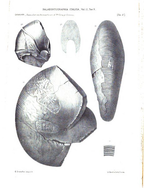 Palaeontographia Italica raccolta di monografie paleontologiche fondata da Mario Canavari nell'anno 1895