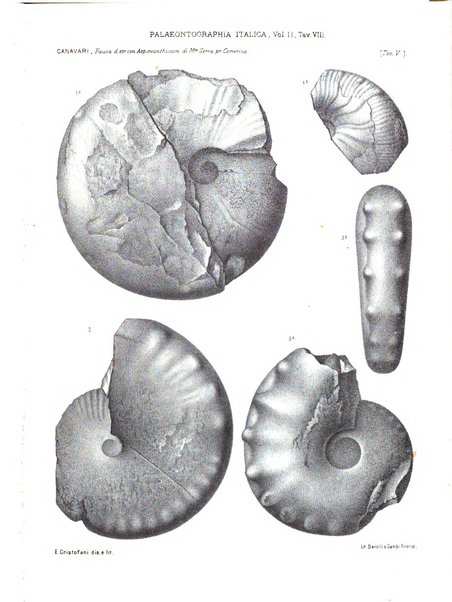 Palaeontographia Italica raccolta di monografie paleontologiche fondata da Mario Canavari nell'anno 1895