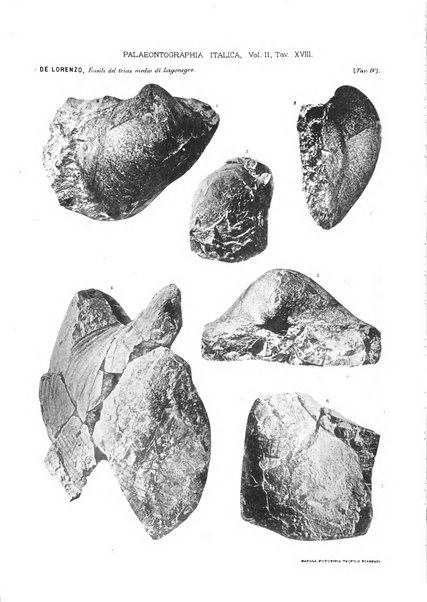 Palaeontographia Italica raccolta di monografie paleontologiche fondata da Mario Canavari nell'anno 1895