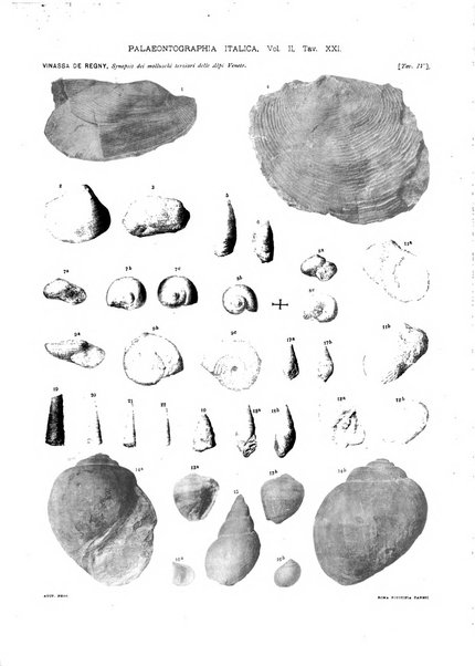 Palaeontographia Italica raccolta di monografie paleontologiche fondata da Mario Canavari nell'anno 1895