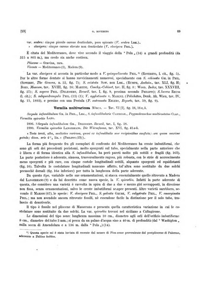 Palaeontographia Italica raccolta di monografie paleontologiche fondata da Mario Canavari nell'anno 1895