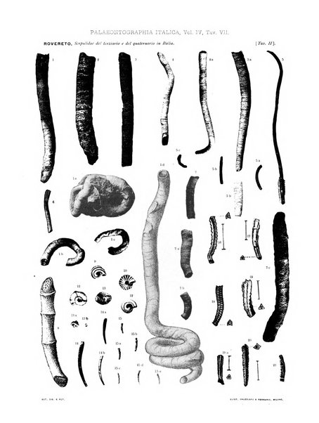 Palaeontographia Italica raccolta di monografie paleontologiche fondata da Mario Canavari nell'anno 1895