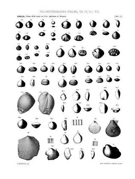 Palaeontographia Italica raccolta di monografie paleontologiche fondata da Mario Canavari nell'anno 1895