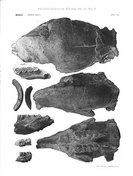 Palaeontographia Italica raccolta di monografie paleontologiche fondata da Mario Canavari nell'anno 1895