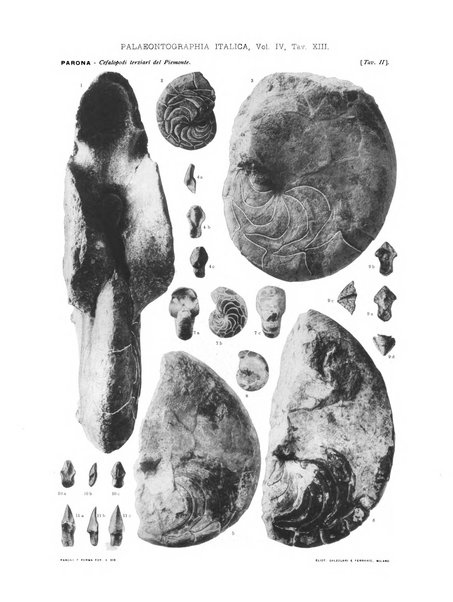 Palaeontographia Italica raccolta di monografie paleontologiche fondata da Mario Canavari nell'anno 1895