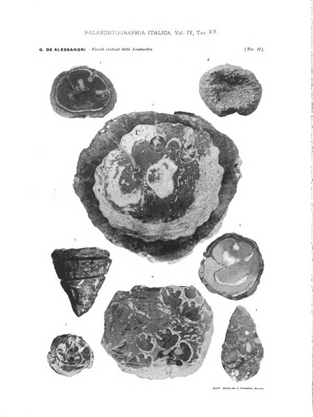 Palaeontographia Italica raccolta di monografie paleontologiche fondata da Mario Canavari nell'anno 1895