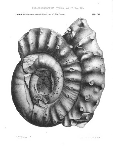 Palaeontographia Italica raccolta di monografie paleontologiche fondata da Mario Canavari nell'anno 1895