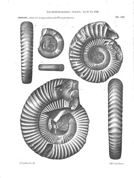 Palaeontographia Italica raccolta di monografie paleontologiche fondata da Mario Canavari nell'anno 1895