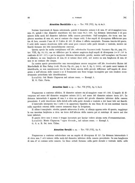 Palaeontographia Italica raccolta di monografie paleontologiche fondata da Mario Canavari nell'anno 1895