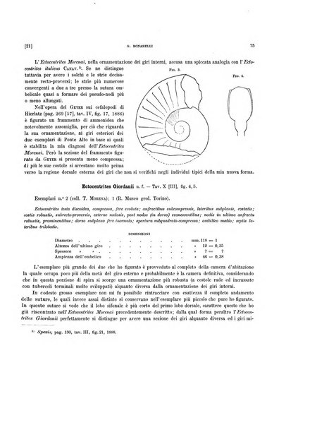 Palaeontographia Italica raccolta di monografie paleontologiche fondata da Mario Canavari nell'anno 1895