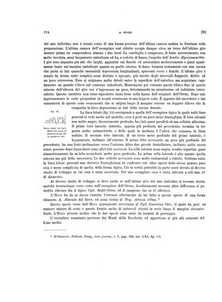 Palaeontographia Italica raccolta di monografie paleontologiche fondata da Mario Canavari nell'anno 1895