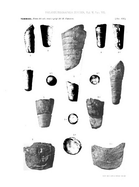 Palaeontographia Italica raccolta di monografie paleontologiche fondata da Mario Canavari nell'anno 1895