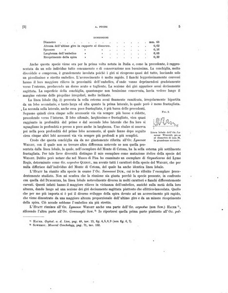 Palaeontographia Italica raccolta di monografie paleontologiche fondata da Mario Canavari nell'anno 1895