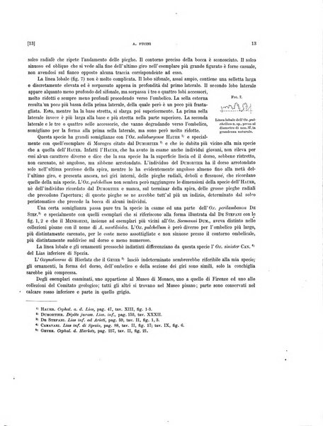 Palaeontographia Italica raccolta di monografie paleontologiche fondata da Mario Canavari nell'anno 1895