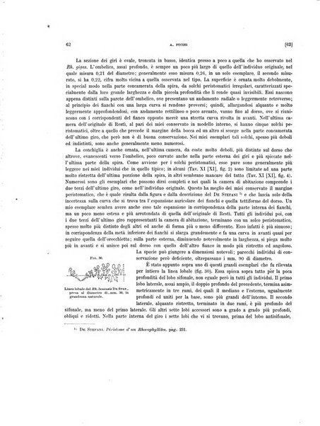 Palaeontographia Italica raccolta di monografie paleontologiche fondata da Mario Canavari nell'anno 1895