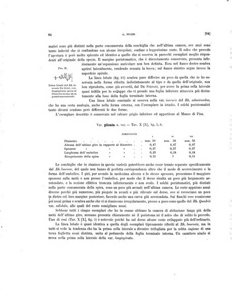 Palaeontographia Italica raccolta di monografie paleontologiche fondata da Mario Canavari nell'anno 1895