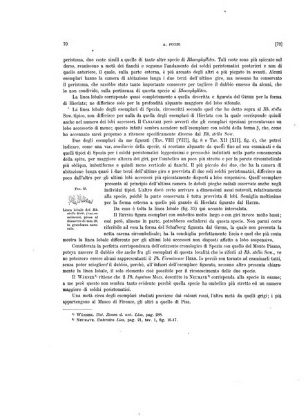 Palaeontographia Italica raccolta di monografie paleontologiche fondata da Mario Canavari nell'anno 1895