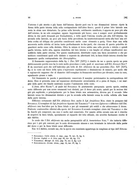 Palaeontographia Italica raccolta di monografie paleontologiche fondata da Mario Canavari nell'anno 1895